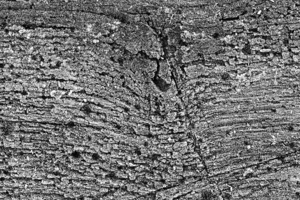 texture of an old oak board covered with rime, black and white photo