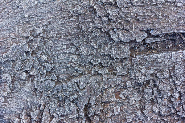 texture of an old oak board covered with rime