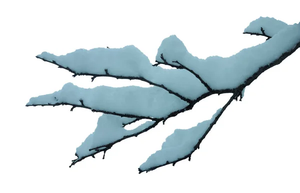 Kardaki Ağaç Dalı Beyaz Arkaplanda Izole — Stok fotoğraf