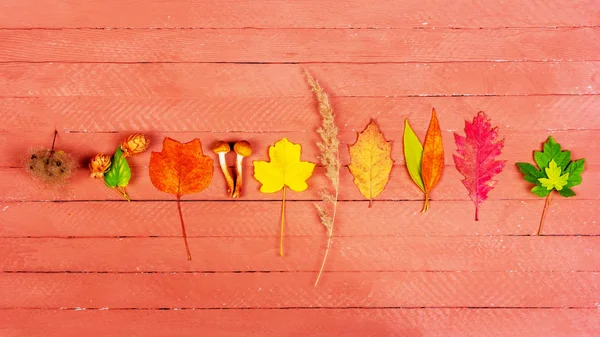 カラフルな葉の秋の組成 乾燥草 キノコとサンゴの色の木製の背景に乾燥花 トップビューフラットレイアウト — ストック写真