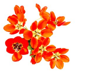 Beyaz arkaplanda izole edilmiş açık tomurcuklu kırmızı lale buketi, üst görünüm kopyalama alanı