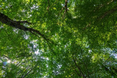 Aşağıdan bir yaz günü manzarasında yeşil yapraklarla taçlandırılmış ağaç.
