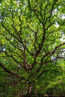 Yaz ormanında büyük dalları olan eski büyük bir meşe ağacı.