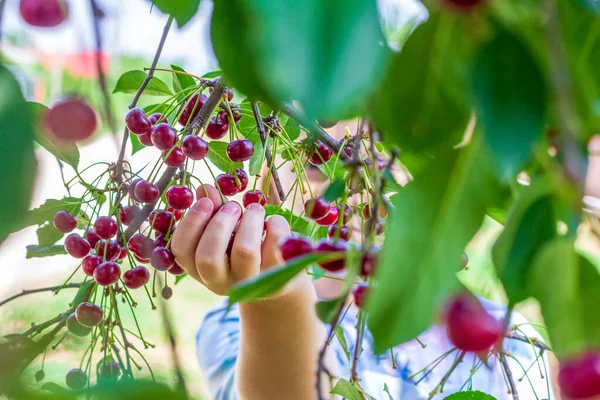 Little Girl Raucking Ripe Cherries Branches Her Hand — стоковое фото