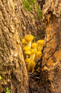 Orman mantarları, sonbahar ormanındaki ağacın köklerinde büyüyen ballı agarik.