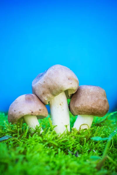 蓝色背景的绿色苔藓中的三个灰色蘑菇 叶绿素10 带有空间特写前视图的副本 — 图库照片