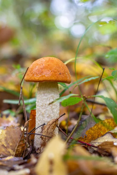 Ung Edible Forest Svamp Orange Cap Boletus Leccinum Aurantiacum Höstskogen — Stockfoto