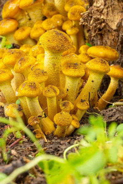 幼小的森林蘑菇蜂蜜琼脂生长在秋天森林里一棵树的根部 — 图库照片