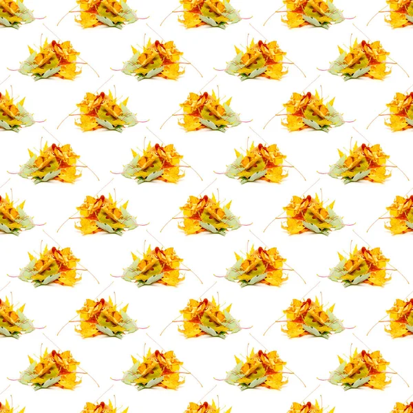 Akçaağaç yapraklarının kusursuz deseni beyaz bir arkaplanda izole edilmiş.