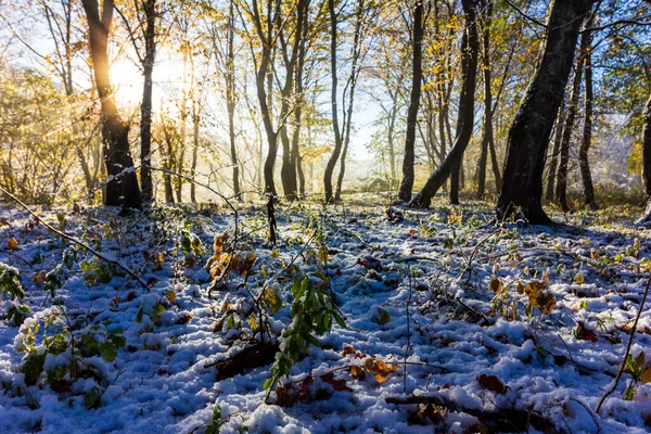 Paisaje Otoño Invierno Rayos Del Sol Naciente Primera Nieve Bosque —  Fotos de Stock