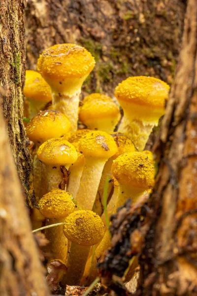 秋天森林里的树木根部生长着森林里的蘑菇蜂蜜 — 图库照片