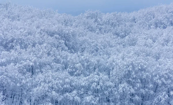 Bosque Nieve Una Mañana Invierno —  Fotos de Stock