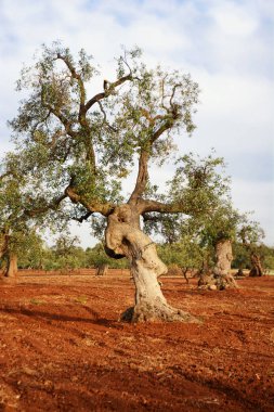 Zeytin ağacı Puglia: Salento kırsal kesimde