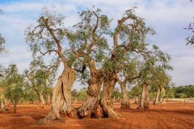 Zeytin ağacı Puglia: Salento kırsal kesimde
