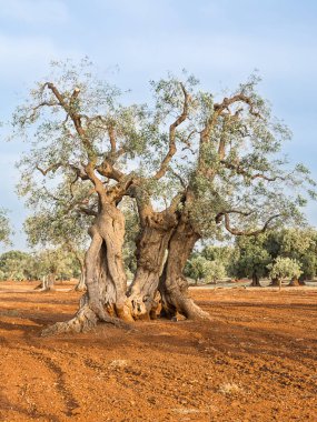 Zeytin ağacı Puglia: Salento kırsal kesimde