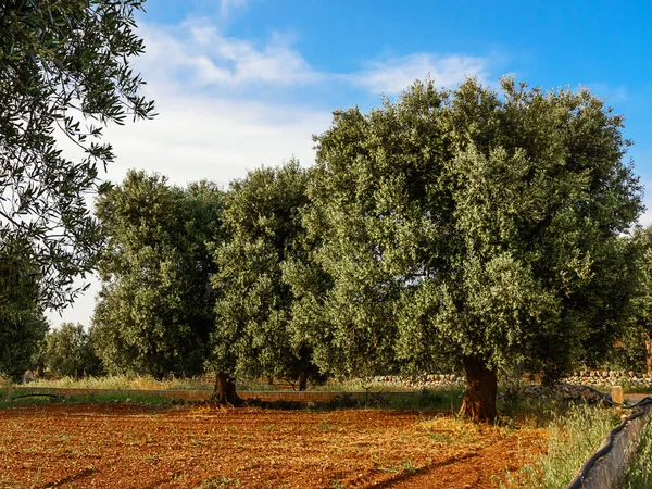 Azeitona Zona Rural Salento Puglia — Fotografia de Stock