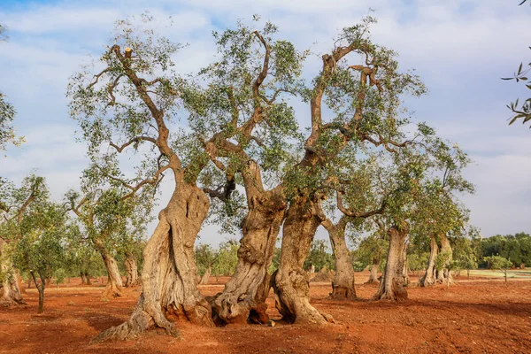 Zeytin ağacı Puglia: Salento kırsal kesimde