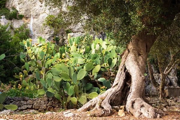 Bush Van Een Prickly Pear Plant Met Een Olive Tree — Stockfoto