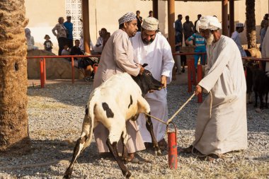 Nizwa, Umman - 2 Kasım 2018: Omani erkekler Nizwa Cuma hayvan pazarında bir buzağı alımı için değerlendirmek