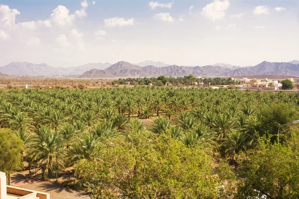 Cultivation of date trees in Oman