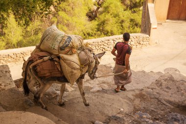 Misfat, Oman - November 2, 2018: Peasant leads the loaded mule on the stairs of Misfat clipart