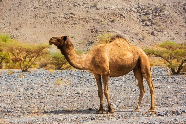 Dromedary Met Legged Benen Omaanse Rotsachtige Woestijn — Stockfoto