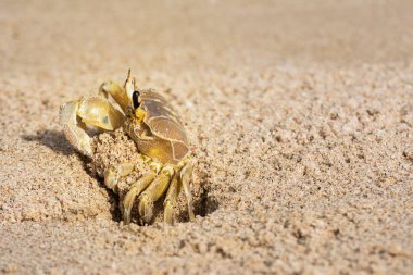 Kum oyulmuş den çıkan bir yengeç