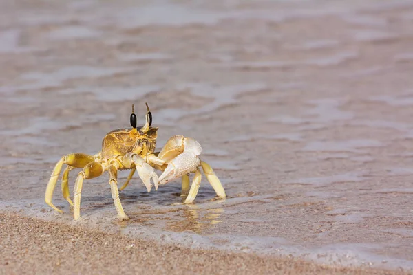 Een Enkele Krab Aan Waterkant — Stockfoto