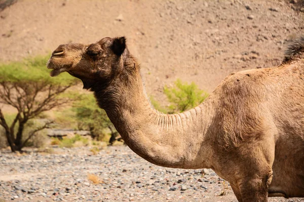 Dromedary Portret Rotsachtige Woestijn — Stockfoto