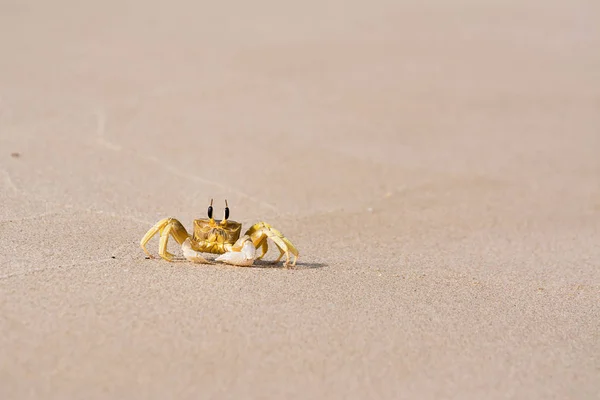 Solo Cangrejo Borde Del Agua —  Fotos de Stock