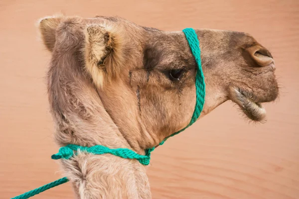 Portret Van Het Staatshoofd Een Dromedaris — Stockfoto