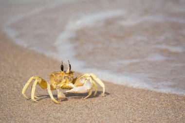 Su kenarında üzerinde tek bir yengeç