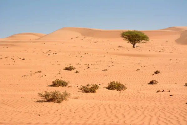 Pohon Yang Terisolasi Gurun Pasir Wahiba Oman — Stok Foto