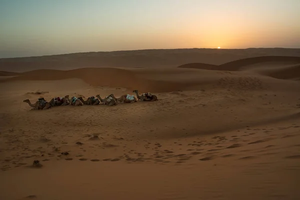 Dromedaris en duinen van de woestijn zand David bij dageraad (Oman) — Stockfoto