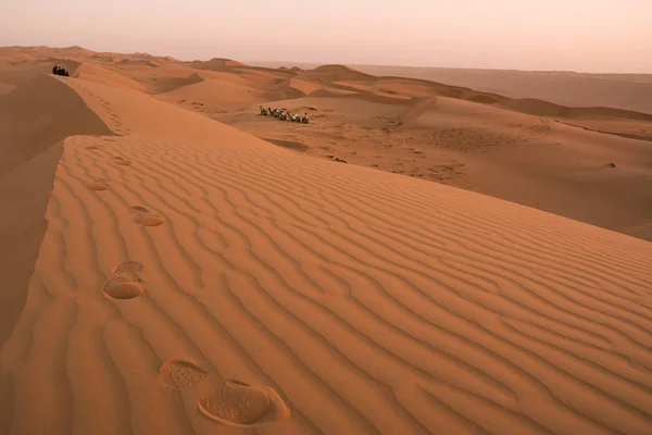 Dromedario y Dunas del desierto de Wahiba al amanecer (Omán ) — Foto de Stock