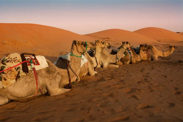 Zittend dromedary rusten onder de duinen van de David zand Des — Stockfoto