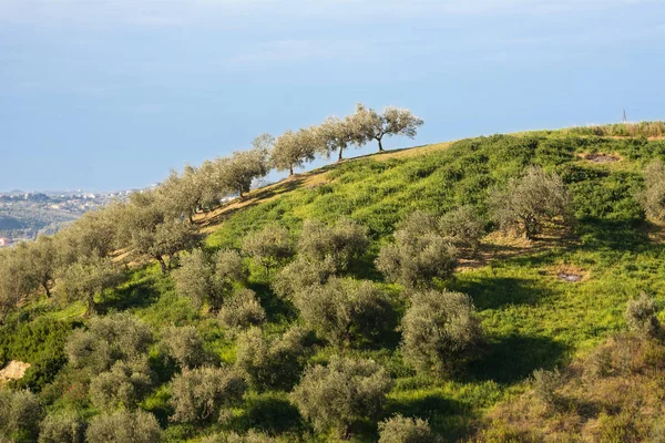 Olive trees in the Abruzzo hills (Italy) — Stock Photo, Image