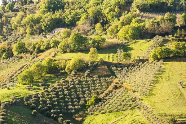 Olijfbomen in de heuvels van Abruzzo (Italië) — Stockfoto