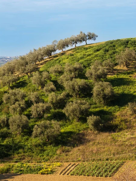 Olive trees in the Abruzzo hills (Italy) — Stock Photo, Image