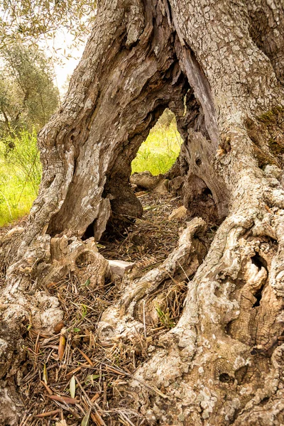 Ontpitte stam van een oude olijfboom (Italië) — Stockfoto