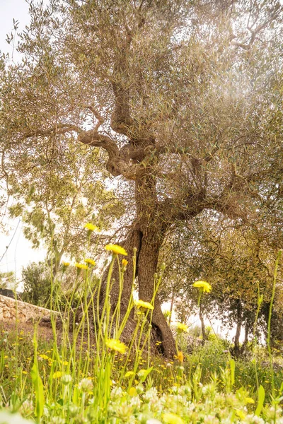 Azeitona na primavera — Fotografia de Stock