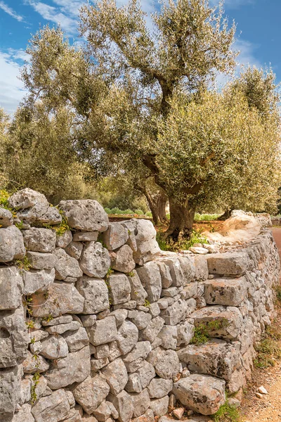 Olive tree and stone wall on a road in the Itria valley in Pugli — Stock Photo, Image