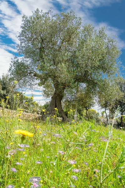 Olive tree in the spring — Stock Photo, Image