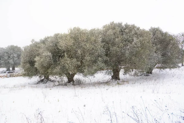 Olive trees in the snowy Apulian countryside (Italy) — Stock Photo, Image