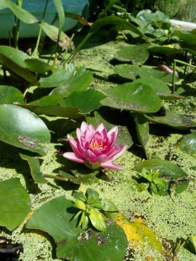 Terk edilmiş bir gölde Lily