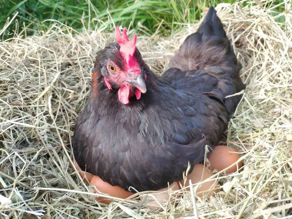Găina Eclozează Oul Într Cuib — Fotografie, imagine de stoc