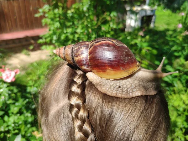 Eine Liebenswerte Große Schnecke Die Schnecke Achatina Auf Dem Haar — Stockfoto