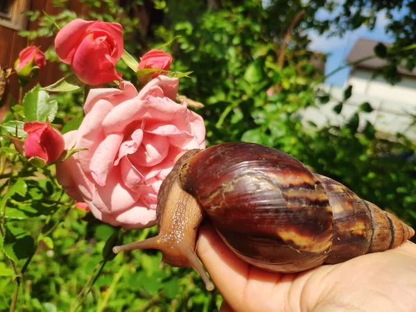 Snail Achatina Sniffs Rose — Stock Photo, Image