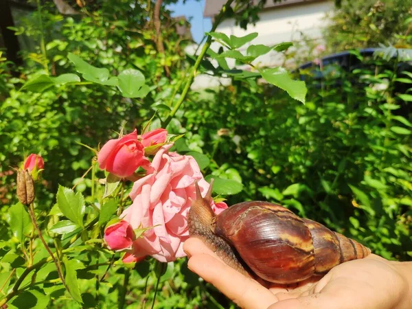 Snail Achatina Sniffs Rose — Stock Photo, Image