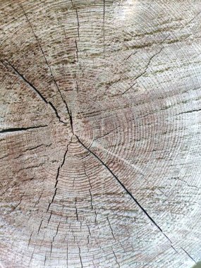 Yaşlı bir ağacın dokusu. Kalın kütüklerden oluşan eski bir duvar.